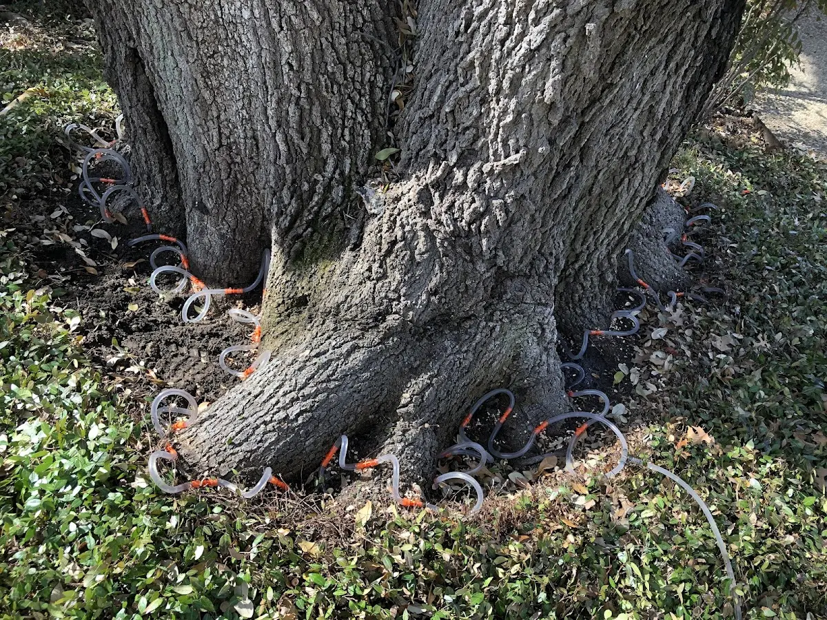 Detailed Tree Cabling and Bracing job site in Monterey