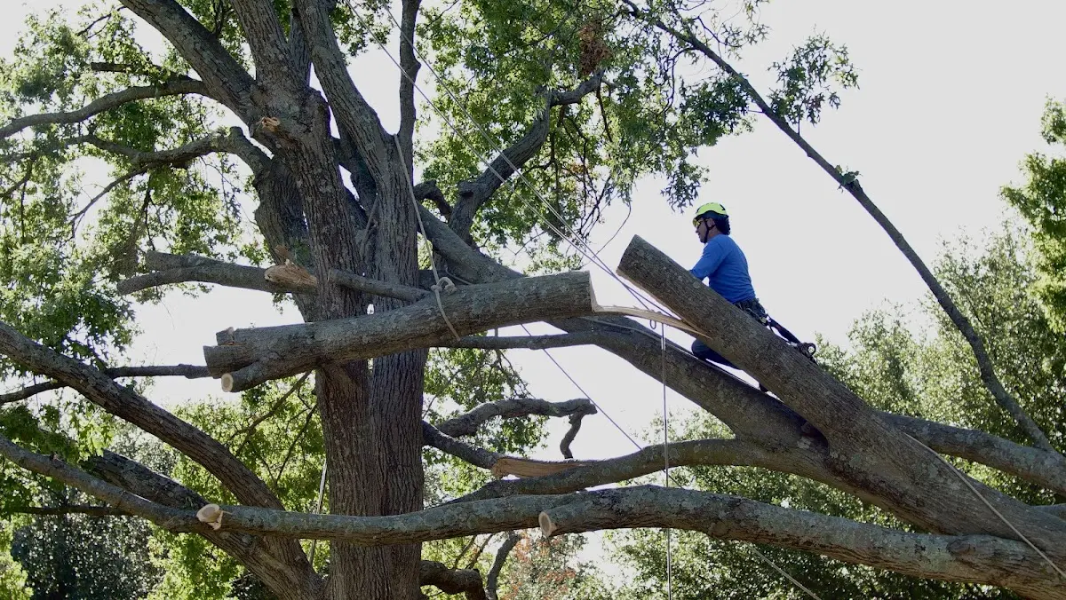 Professional Hazardous Tree Removal performed by certified arborists in Monterey